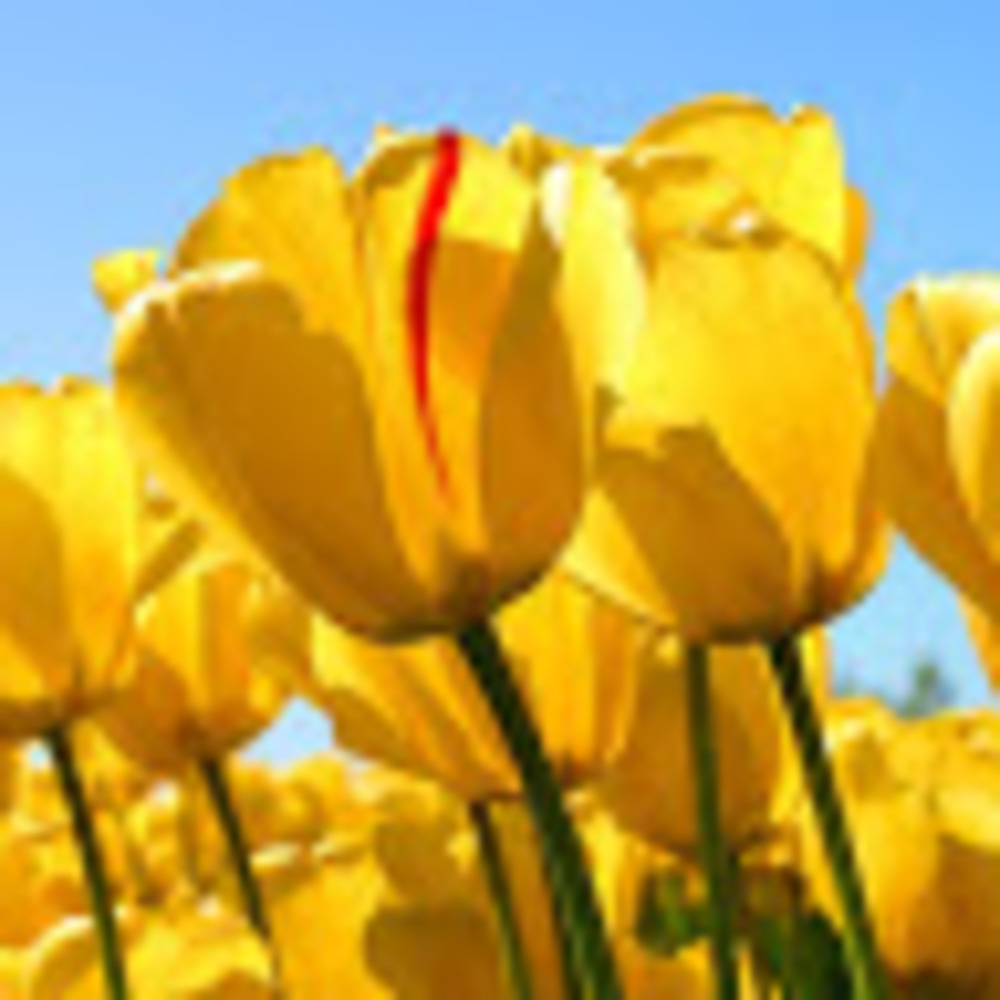 Meet your Posher, S.